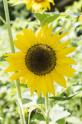 포토 JPG 해바라기 한국 사람없음 아웃포커스 강원도 꽃축제 태백 국내포토 꽃 아시아 촬영기법 축제 파일형식