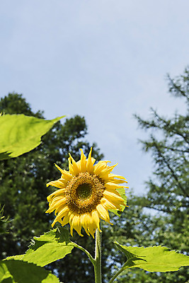 포토 JPG 나무 해바라기 한국 사람없음 아웃포커스 강원도 꽃축제 태백 국내포토 식물 꽃 아시아 촬영기법 축제 파일형식