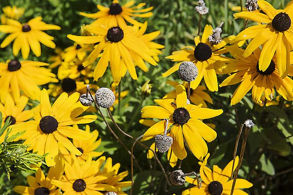 포토 JPG 한국 사람없음 노란색 들꽃 강원도 꽃축제 태백 국내포토 꽃 아시아 컬러 축제 파일형식