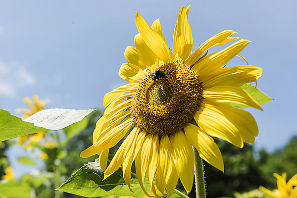 포토 JPG 해바라기 한국 사람없음 아웃포커스 강원도 꽃축제 태백 국내포토 꽃 아시아 촬영기법 축제 파일형식