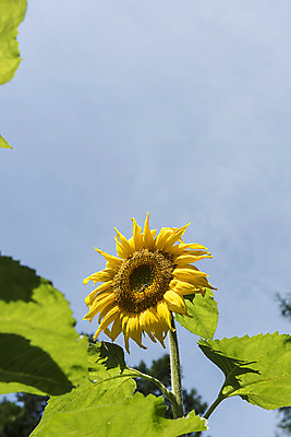 포토 JPG 해바라기 한국 사람없음 강원도 꽃축제 태백 국내포토 꽃 아시아 축제 파일형식