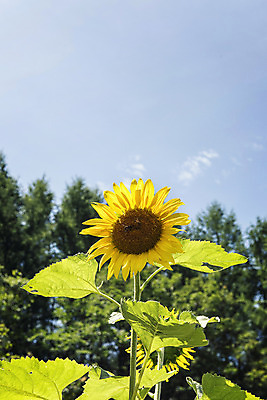 포토 JPG 해바라기 한국 사람없음 아웃포커스 강원도 꽃축제 태백 국내포토 꽃 아시아 촬영기법 축제 파일형식