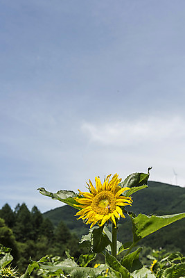 포토 JPG 해바라기 한국 사람없음 아웃포커스 강원도 꽃축제 태백 국내포토 꽃 아시아 촬영기법 축제 파일형식