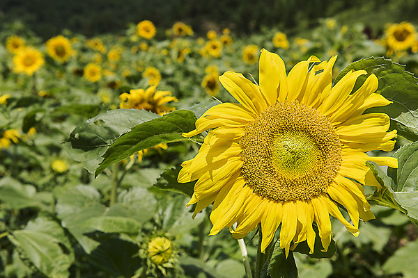 포토 JPG 해바라기 한국 사람없음 아웃포커스 강원도 꽃축제 태백 국내포토 꽃 아시아 촬영기법 축제 파일형식