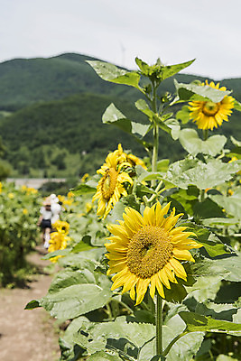 포토 JPG 해바라기 산 한국 사람없음 아웃포커스 강원도 꽃축제 태백 국내포토 꽃 아시아 촬영기법 축제 파일형식