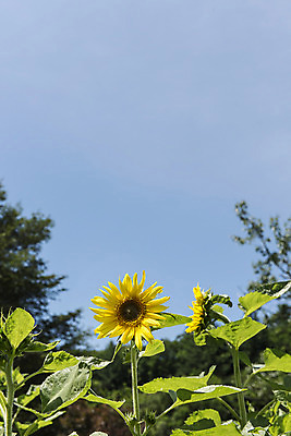 포토 JPG 나무 하늘 해바라기 한국 사람없음 아웃포커스 강원도 꽃축제 태백 국내포토 식물 꽃 아시아 촬영기법 축제 파일형식