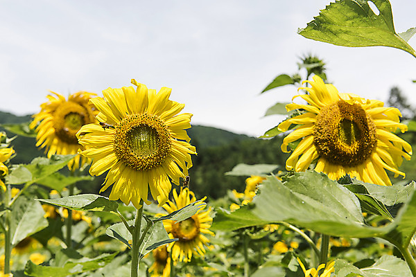 포토 JPG 해바라기 한국 사람없음 아웃포커스 강원도 꽃축제 태백 국내포토 꽃 아시아 촬영기법 축제 파일형식