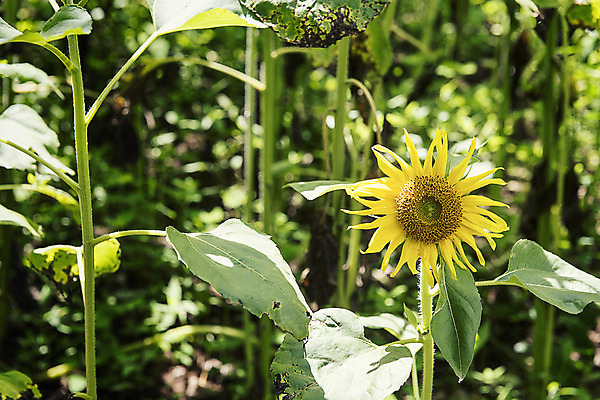 포토 JPG 해바라기 한국 사람없음 아웃포커스 강원도 꽃축제 태백 국내포토 꽃 아시아 촬영기법 축제 파일형식