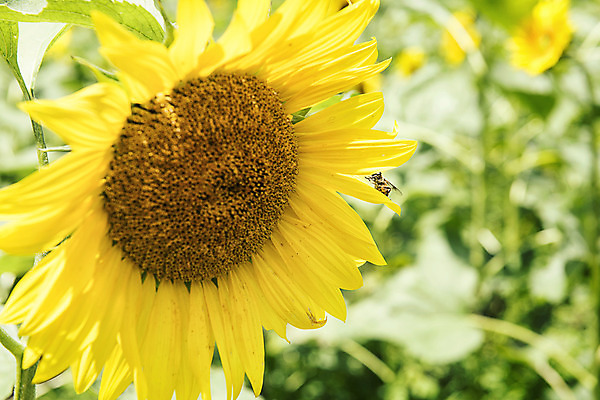 포토 JPG 해바라기 한국 사람없음 아웃포커스 벌 강원도 꽃축제 태백 국내포토 꽃 아시아 곤충 촬영기법 축제 파일형식
