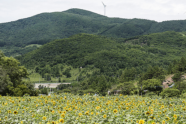 포토 JPG 나무 해바라기 산 한국 풍경 사람없음 강원도 꽃축제 태백 국내포토 식물 꽃 아시아 축제 파일형식