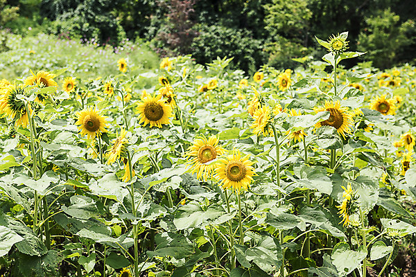 포토 JPG 해바라기 한국 사람없음 아웃포커스 강원도 꽃축제 태백 국내포토 꽃 아시아 촬영기법 축제 파일형식