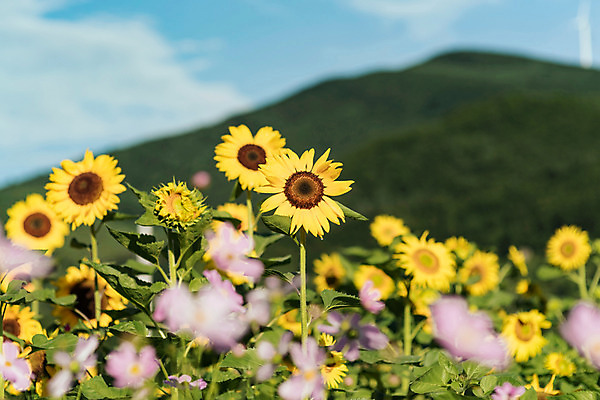 포토 JPG 하늘 해바라기 산 한국 사람없음 아웃포커스 코스모스 강원도 꽃축제 태백 국내포토 꽃 아시아 촬영기법 축제 파일형식