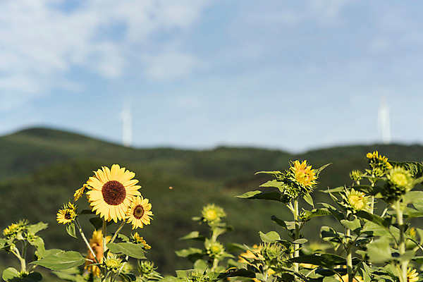 포토 JPG 하늘 해바라기 산 한국 사람없음 아웃포커스 강원도 꽃축제 태백 국내포토 꽃 아시아 촬영기법 축제 파일형식