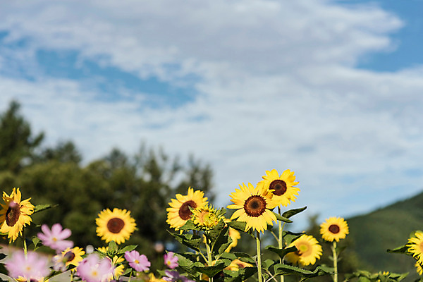 포토 JPG 하늘 해바라기 한국 사람없음 아웃포커스 코스모스 강원도 꽃축제 태백 국내포토 꽃 아시아 촬영기법 축제 파일형식