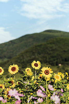 포토 JPG 하늘 해바라기 산 한국 사람없음 아웃포커스 코스모스 강원도 꽃축제 태백 국내포토 꽃 아시아 촬영기법 축제 파일형식