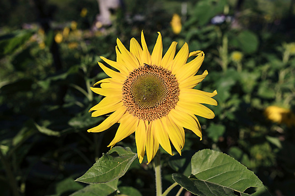 포토 JPG 해바라기 한국 사람없음 아웃포커스 강원도 꽃축제 태백 국내포토 꽃 아시아 촬영기법 축제 파일형식