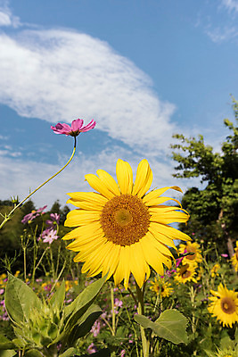포토 JPG 나무 하늘 해바라기 한국 사람없음 아웃포커스 코스모스 강원도 꽃축제 태백 국내포토 식물 꽃 아시아 촬영기법 축제 파일형식