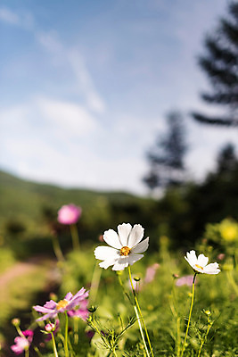 포토 JPG 하늘 한국 사람없음 아웃포커스 코스모스 강원도 꽃축제 태백 국내포토 꽃 아시아 촬영기법 축제 파일형식