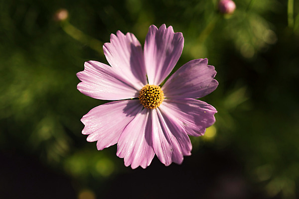 포토 JPG 분홍색 한국 사람없음 아웃포커스 코스모스 강원도 태백 국내포토 꽃 아시아 컬러 촬영기법 파일형식