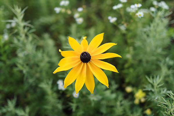 포토 JPG 꽃 한국 사람없음 아웃포커스 노란색 강원도 루드베키아 태백 국내포토 식물 아시아 컬러 촬영기법 파일형식
