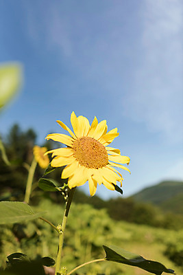포토 JPG 하늘 해바라기 한국 사람없음 아웃포커스 강원도 꽃축제 태백 국내포토 꽃 아시아 촬영기법 축제 파일형식