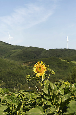 포토 JPG 하늘 해바라기 산 한국 사람없음 아웃포커스 풍력에너지 강원도 꽃축제 태백 국내포토 꽃 아시아 촬영기법 축제 그린에너지 파일형식