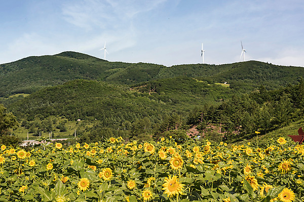 포토 JPG 하늘 해바라기 산 한국 사람없음 풍력에너지 강원도 꽃축제 태백 국내포토 꽃 아시아 축제 그린에너지 파일형식 식물 나라 에너지