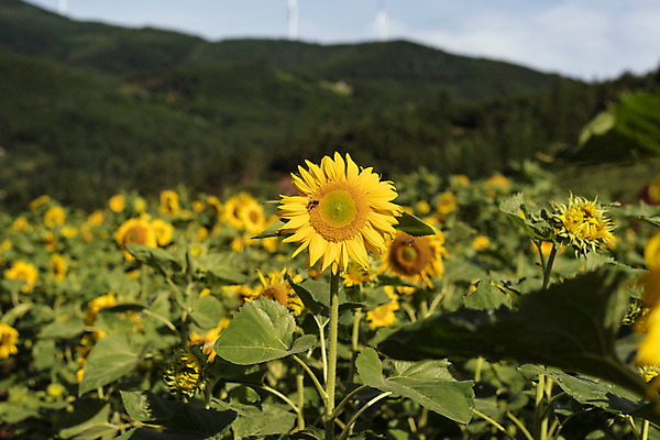 포토 JPG 해바라기 산 한국 사람없음 아웃포커스 강원도 꽃축제 태백 국내포토 꽃 아시아 촬영기법 축제 파일형식