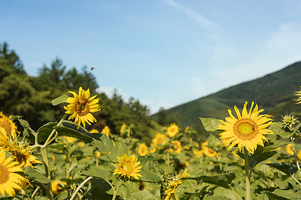포토 JPG 하늘 해바라기 한국 사람없음 아웃포커스 벌 강원도 꽃축제 태백 국내포토 꽃 아시아 곤충 촬영기법 축제 파일형식