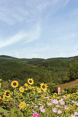 포토 JPG 하늘 해바라기 산 한국 사람없음 아웃포커스 코스모스 강원도 꽃축제 태백 국내포토 꽃 아시아 촬영기법 축제 파일형식