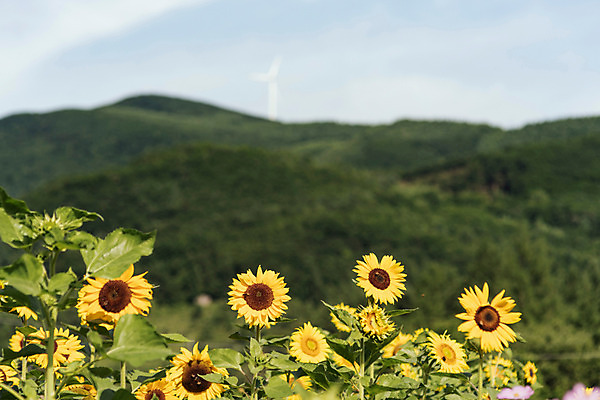 포토 JPG 하늘 해바라기 산 한국 사람없음 아웃포커스 강원도 꽃축제 태백 국내포토 꽃 아시아 촬영기법 축제 파일형식