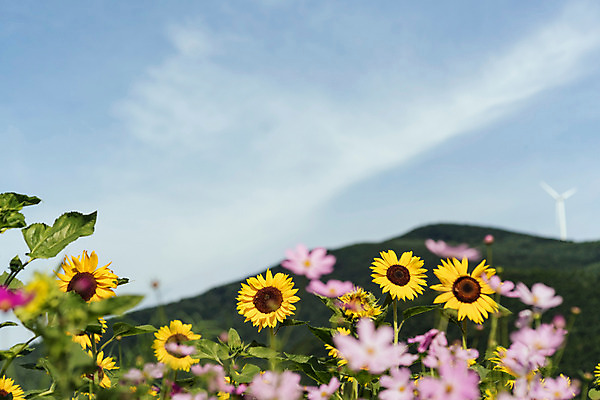 포토 JPG 하늘 해바라기 산 한국 사람없음 아웃포커스 코스모스 강원도 꽃축제 태백 국내포토 꽃 아시아 촬영기법 축제 파일형식
