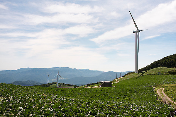 포토 JPG 하늘 산 한국 풍경 사람없음 풍력에너지 강원도 배추밭 태백 고랭지 매봉산 국내포토 아시아 밭 농업 그린에너지 파일형식