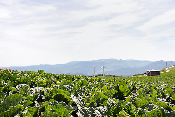 포토 JPG 한국 사람없음 아웃포커스 풍력에너지 강원도 배추밭 태백 고랭지 매봉산 국내포토 아시아 밭 농업 산 촬영기법 그린에너지 파일형식
