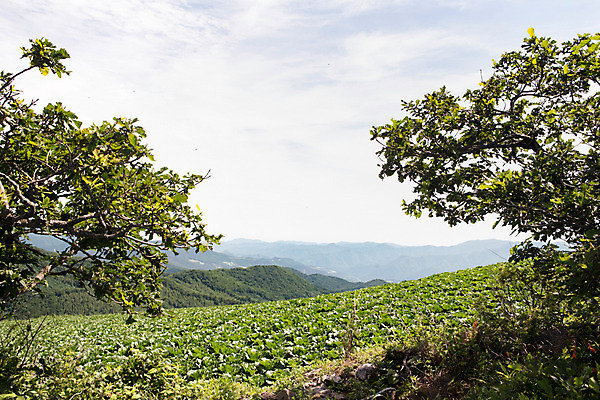 포토 JPG 나무 하늘 산 한국 풍경 사람없음 강원도 배추밭 태백 고랭지 매봉산 국내포토 식물 아시아 밭 농업 파일형식