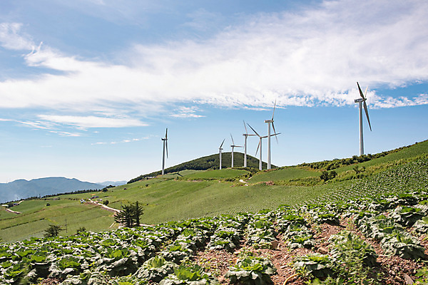 포토 JPG 하늘 한국 사람없음 풍력에너지 강원도 배추밭 태백 고랭지 매봉산 국내포토 아시아 밭 농업 산 그린에너지 파일형식