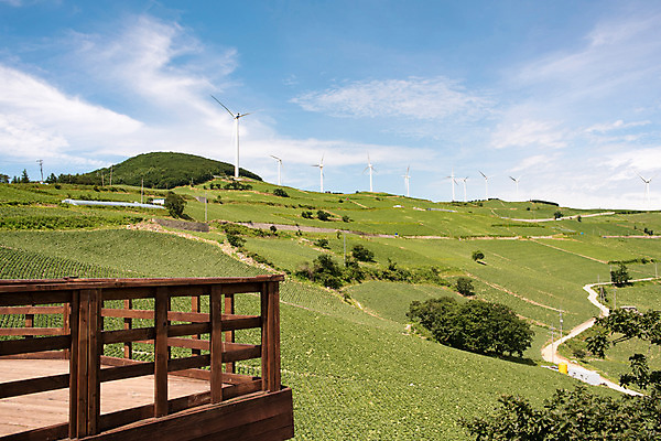 포토 JPG 하늘 한국 풍경 사람없음 풍력에너지 강원도 배추밭 태백 고랭지 매봉산 국내포토 아시아 밭 농업 산 그린에너지 파일형식