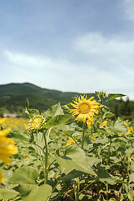 포토 JPG 구름 하늘 해바라기 한국 사람없음 아웃포커스 강원도 꽃축제 태백 국내포토 자연요소 꽃 아시아 촬영기법 축제 파일형식
