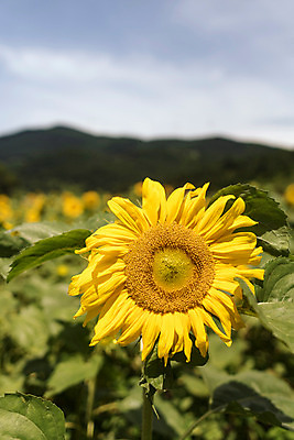포토 JPG 해바라기 한국 사람없음 아웃포커스 강원도 꽃축제 태백 국내포토 꽃 아시아 촬영기법 축제 파일형식