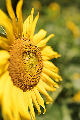 포토 JPG 해바라기 한국 사람없음 아웃포커스 강원도 꽃축제 태백 국내포토 꽃 아시아 촬영기법 축제 파일형식