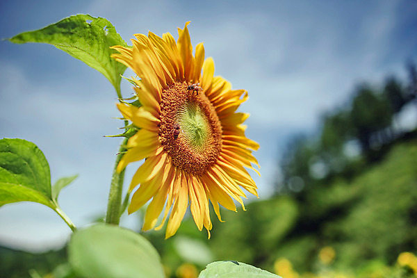 포토 JPG 하늘 해바라기 한국 사람없음 아웃포커스 강원도 꽃축제 태백 국내포토 꽃 아시아 촬영기법 축제 파일형식