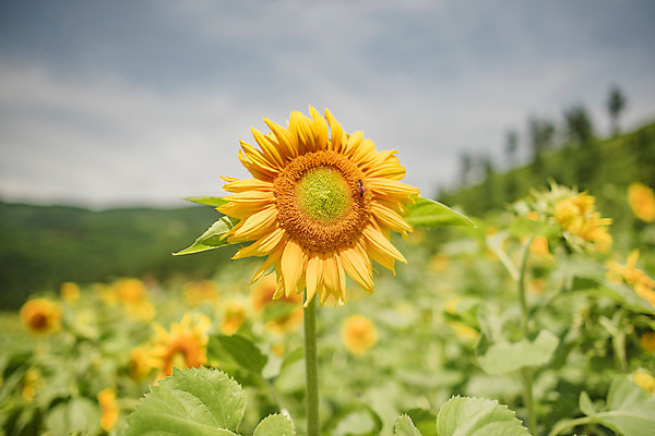 포토 JPG 해바라기 한국 사람없음 아웃포커스 강원도 꽃축제 태백 국내포토 꽃 아시아 촬영기법 축제 파일형식