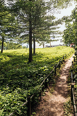 포토 JPG 나무 길 한국 사람없음 숲 강원도 숲길 태백 국내포토 식물 아시아 파일형식