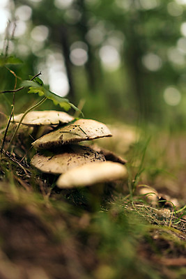 포토 JPG 한국 사람없음 아웃포커스 버섯 숲 강원도 태백 국내포토 아시아 촬영기법 파일형식