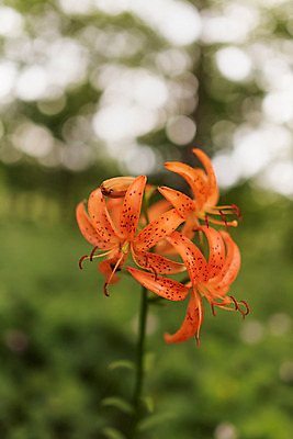 포토 JPG 한국 사람없음 아웃포커스 들꽃 강원도 섬말나리꽃 태백 국내포토 꽃 아시아 촬영기법 파일형식