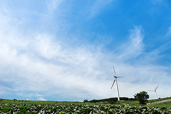 포토 JPG 하늘 한국 풍경 사람없음 풍력에너지 배추 강원도 배추밭 태백 고랭지 매봉산 국내포토 아시아 밭 농업 채소 산 그린에너지 파일형식