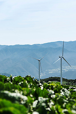 포토 JPG 하늘 한국 풍경 사람없음 풍력에너지 배추 강원도 배추밭 태백 고랭지 매봉산 국내포토 아시아 밭 농업 채소 산 그린에너지 파일형식