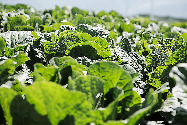 포토 JPG 한국 사람없음 배추 강원도 배추밭 태백 고랭지 매봉산 국내포토 아시아 밭 농업 채소 산 파일형식