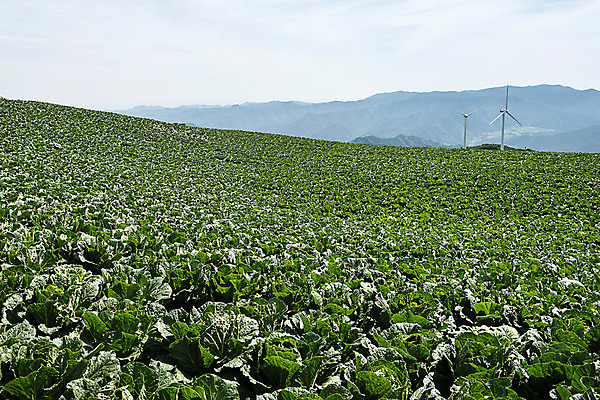 포토 JPG 하늘 한국 풍경 사람없음 풍력에너지 배추 강원도 배추밭 태백 고랭지 매봉산 국내포토 아시아 밭 농업 채소 산 그린에너지 파일형식
