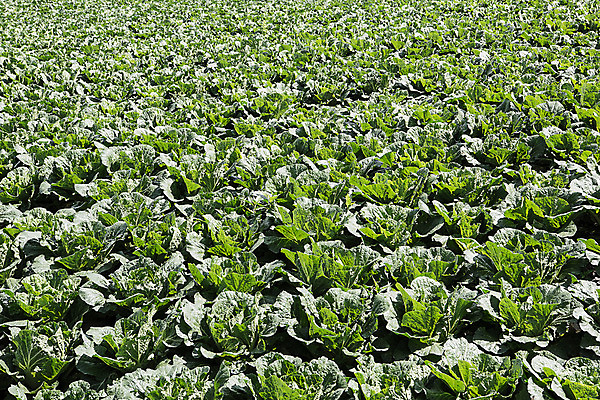 포토 JPG 한국 사람없음 배추 강원도 배추밭 태백 고랭지 매봉산 국내포토 아시아 밭 농업 채소 산 파일형식